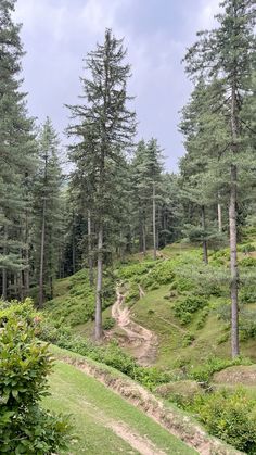 a dirt path in the middle of some trees