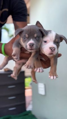 two puppies are being held up in the air