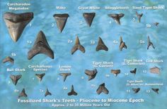 the different types of shark teeth are shown in this chart, with information about them