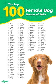 the top 100 female dog names of 2019 are shown in this ad for pup power