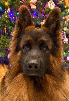 a large brown dog sitting in front of a christmas tree with lights on it's head