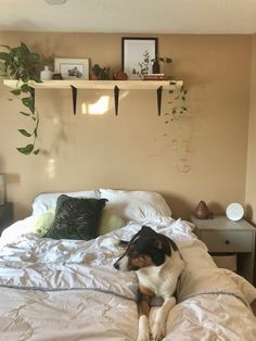 a dog laying on top of a white bed in a bedroom next to two plant shelves