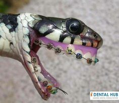 a snake with it's mouth open and tongue out