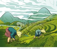 two women are working in the rice fields with mountains behind them, and clouds overhead