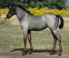 a gray horse standing on top of a grass covered field