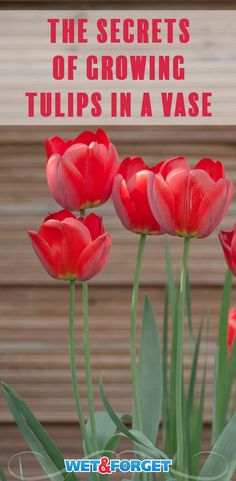 red tulips with text overlay top 5 things to buy in apri