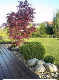 a wooden deck surrounded by rocks and plants next to a small tree in the middle of a yard