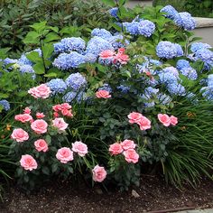 Plant Combinations: 10 Tips For Creating Flower Combinations That Work Dahlia And Hydrangea Garden, Land Scaping, Hummingbird Plants, House To Home, Stone Steps, Cottage Rose, Sun Loving Plants, Garden Inspo