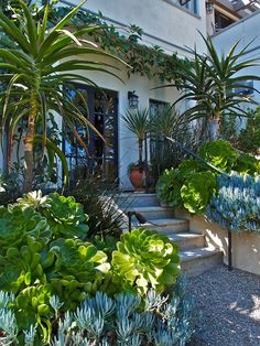 the house has many plants in front of it