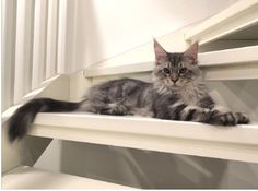 a cat laying on top of a white shelf