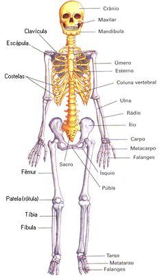 the skeletal skeleton and its major bones are labeled in this diagram, which shows the main parts