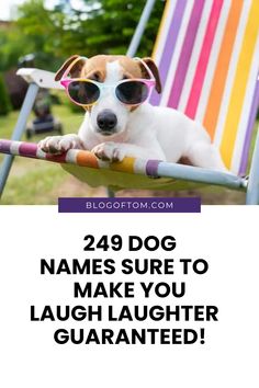 A Jack Russell terrier lounging in sunglasses, perfect for summer, emphasizing the theme of funny dog names.