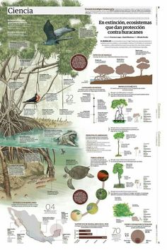 an info poster showing the different types of birds and plants in costa rica, chile