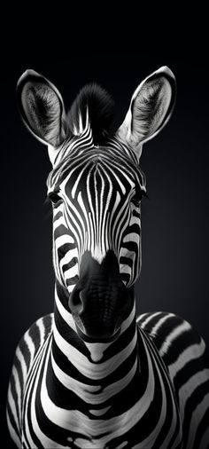 black and white photograph of a zebra's head with its ears turned to the side