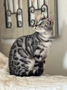 a gray and black cat sitting on top of a bed