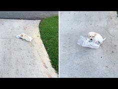 two pictures side by side one shows a dog laying on the ground and the other shows a bag with food in it