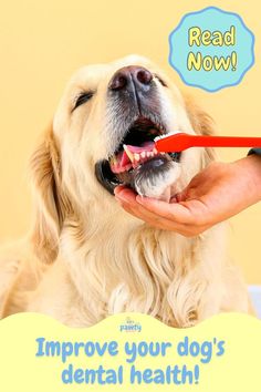 a dog getting his teeth brushed by a person