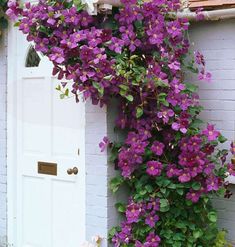 purple flowers growing up the side of a white door