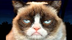 a grumpy cat with blue eyes looking at the camera