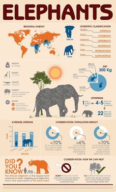 an elephant is shown in this info poster