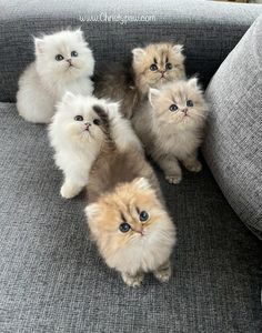 five small kittens sitting on a couch together