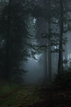 black and white photograph of trees in the foggy forest at night with light coming from behind