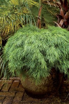 a potted plant with lots of green leaves on it's top and bottom