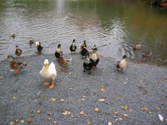 many ducks are walking around in the water