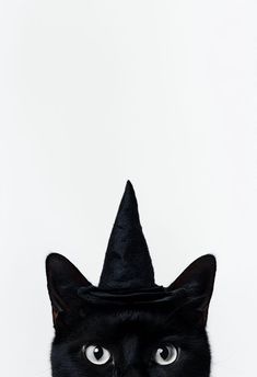 a black cat wearing a witches hat and looking at the camera with an evil look on its face