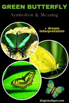 green butterfly symbols and meaning in english with pictures of butterflies on the front cover, which include