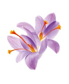 three purple flowers with orange stamens on a white background