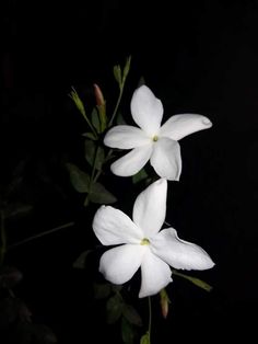 three white flowers with green leaves on a black background