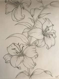 a pencil drawing of flowers on paper