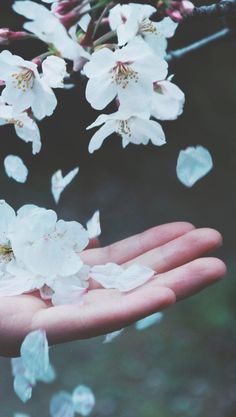 a person's hand holding white flowers in the air