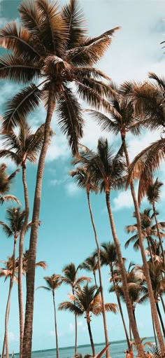 palm trees blowing in the wind on a beach