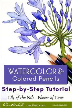 watercolor & colored pencils step - by - step guide for drawing flowers and plants