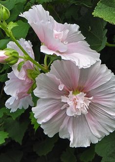 two pink flowers with green leaves in the background