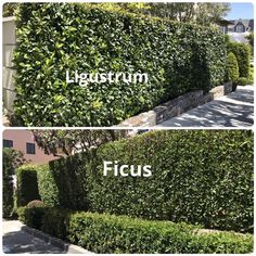 two hedges with the words ficus and ligustrum