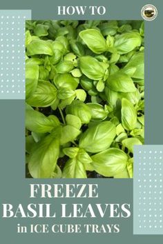 fresh basil leaves in ice cube trays with the title how to freeze basil leaves in ice cube trays