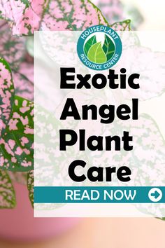 a close up of a plant with the words exotic angel plant care read now on it