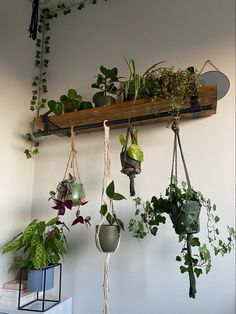 several hanging plants in pots on a shelf