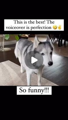 a dog standing on top of a rug in front of a tv screen with the caption'this is the best the voiceover is perfection so funny