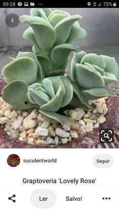 an image of a succulent plant in the middle of some rocks and gravel