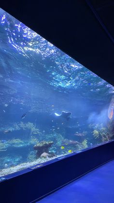 an aquarium filled with lots of different types of fish