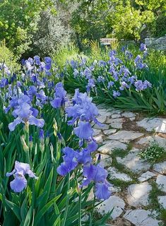 blue flowers are blooming in the garden next to a stone path that leads to a bench