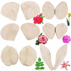 several different types of leaves and flowers on a white background