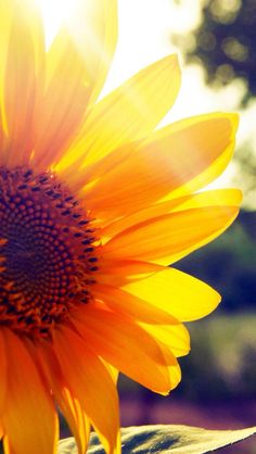 a sunflower with the words may your day be filled with lots of happiness