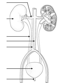 the anatomy of the human body and its major organs, including the urchinal system