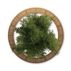 an overhead view of a tree in a circular wooden basket with bamboo slats around it