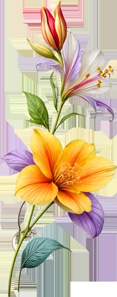 three different colored flowers on a white background